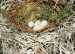 gniazdo i jaja kormorana
